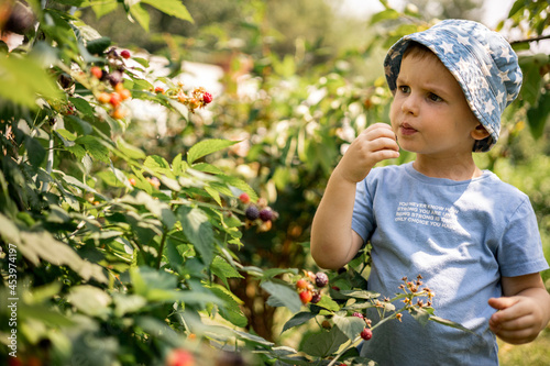 Funny boy eating fresh ripe raspberries or blackberry at summer sunny garden enjoying vacation