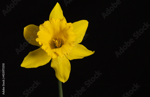yellow daffodil on black background