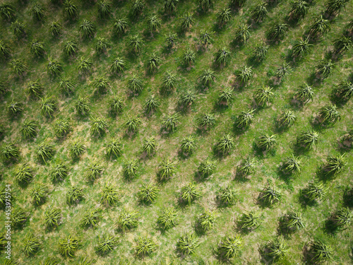 Aerial view of the dragon fruit green fields nature agricultural farm background, top view dragon fruit tree from above of crops in green, Bird's eye view tropical pitaya fruit tree Asian