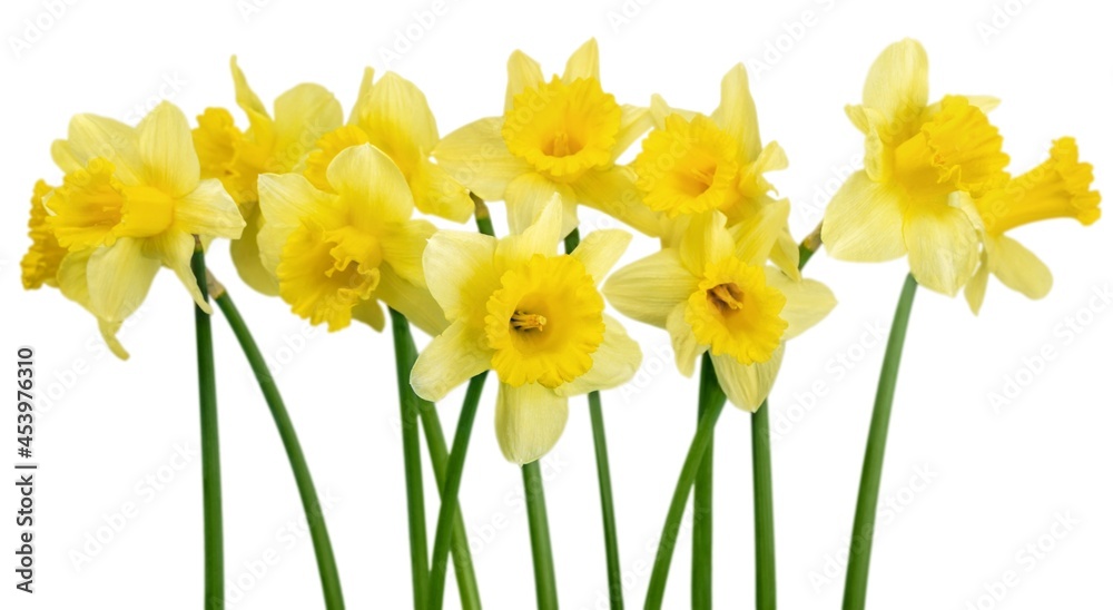 Fototapeta premium Daffodil.