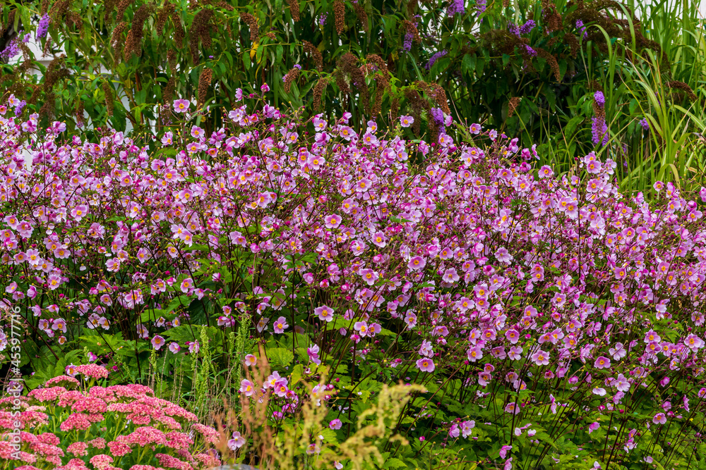 Fototapeta premium Ein blühendes Blumenbeet im Herbst