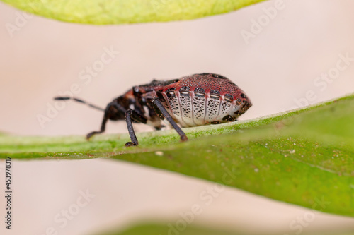 Stink bug nymph photo