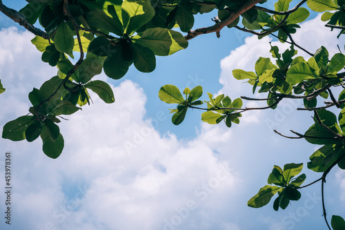 Green leaves against the sky and white cloud. Copy space for text.