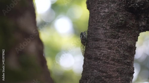 	飛び去るセミ photo