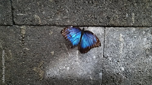 Top-down view of Menelaus Blue Morpho butterfly resting on cement paving stones photo
