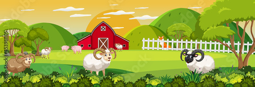 Farm horizontal landscape scene with many sheeps