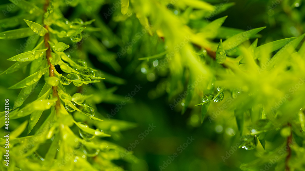 Water on leave background, Green leaf nature