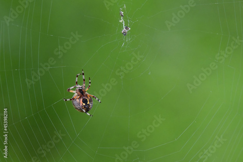 A Marbled Orb Weaver (Araneus marmoreus) spins a large web to catch small flying insects near Alaska's Reflections Lake. © JT Fisherman