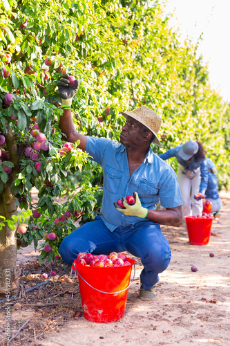 Portrait of positive young adult man harvesting plums, working with group of farmers at fruit plantation