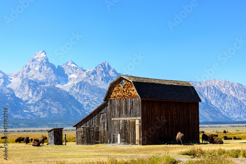Barn and outhouse surrounded by a herd of bison on Mormon Row. Background majestic peaks of Teton Mountain Range in Grand Teton National Park.