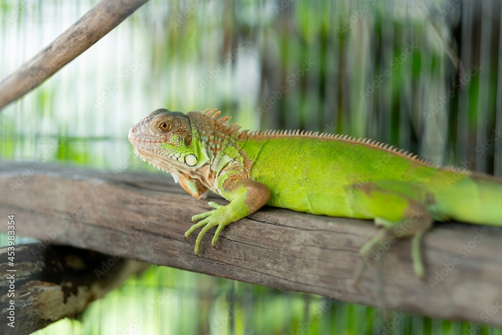 lizard, animal, green lizard with blur background lizard, animal, green lizard with blur background
