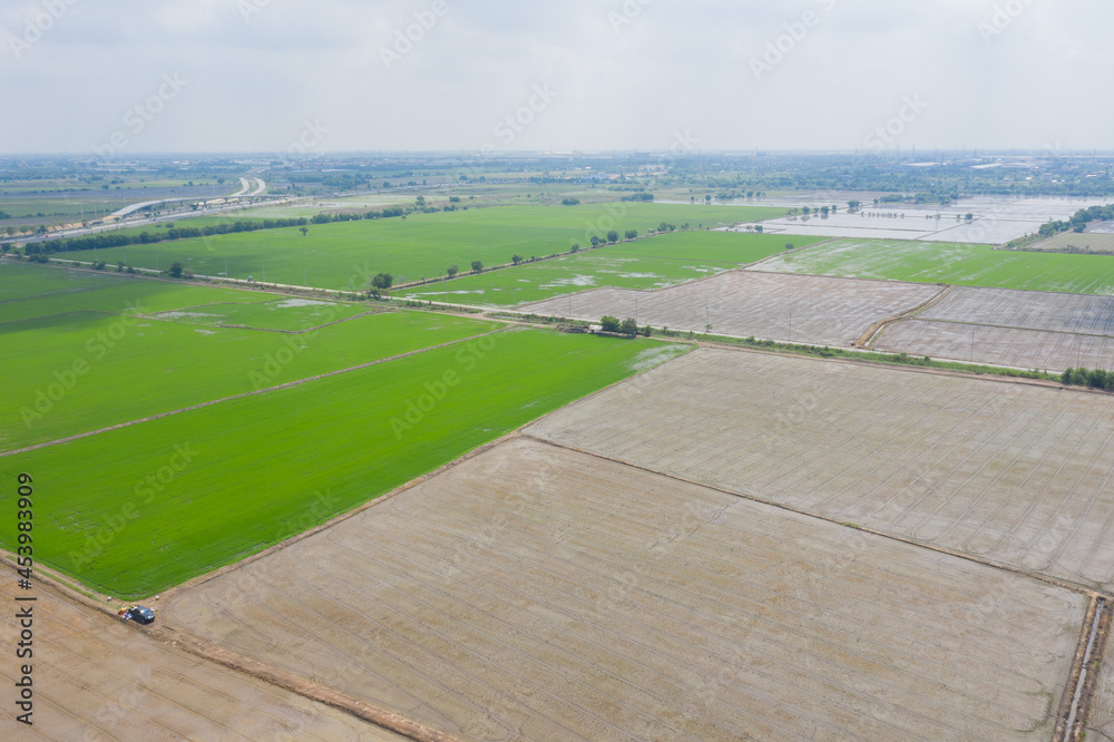 Field rice with landscape green pattern nature background
