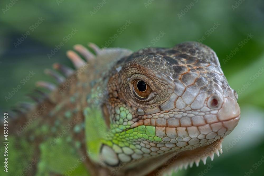 lizard, animal, green lizard with blur background lizard, animal, green lizard with blur background