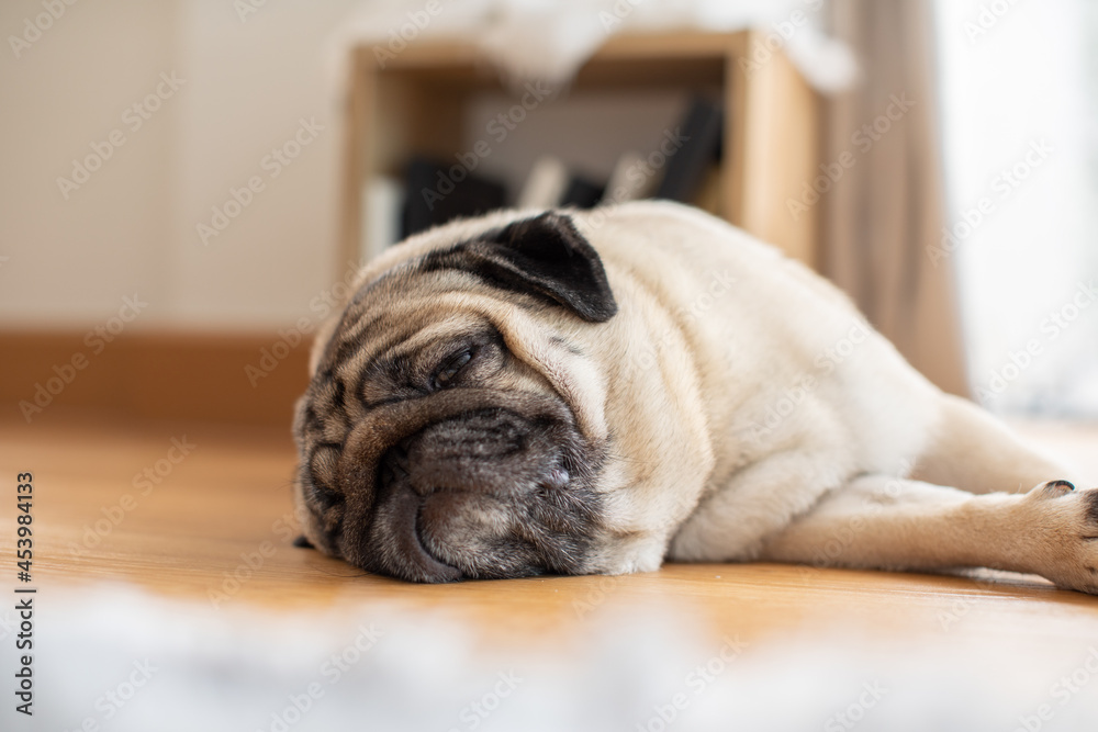 Sleep dog close eyes lying relax on floor,Cute pug sleep deep breathing and resting with funny face,Adorable Sleep dog Concept