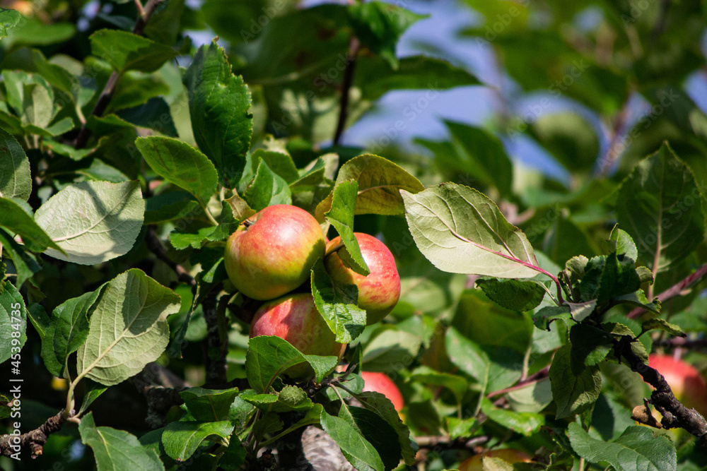 Obraz premium delicious ripe apples on apple trees close up against blue sky