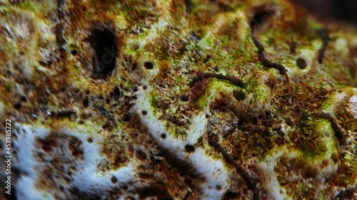 Close-up time-lapsed shot of dead brain coral covered in algae and worms. photo
