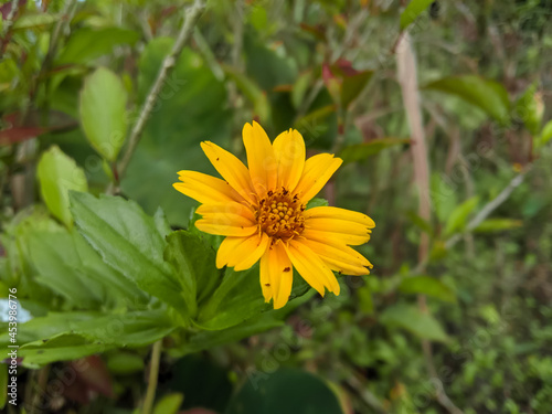 yellow dandelion flower