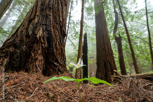 Trillium flower on the ground of Redwood forest photo