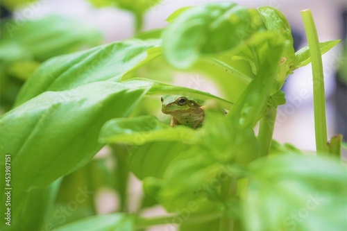 バジルの葉と擬態化したキョトンとした顔でかわいい二ホンアマガエル