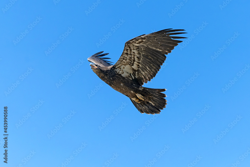 Fototapeta premium Bird juvenile bald eagle learning to flying