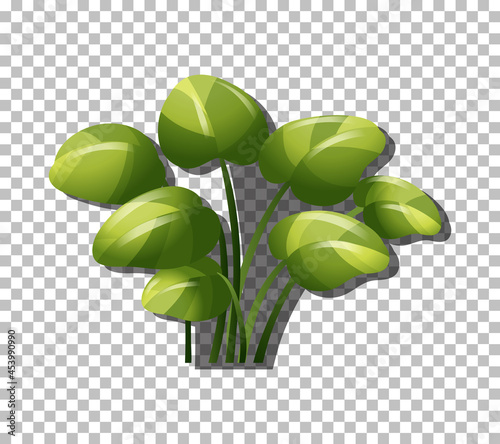 Tropical plant on transparent background