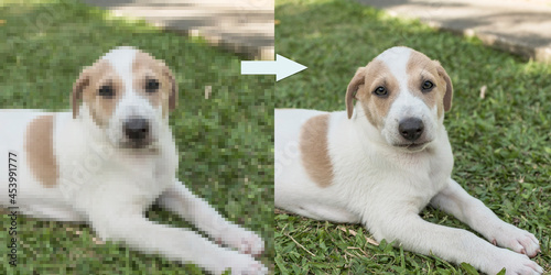 Example of AI Photo upscaling technology - A pixelated picture of a puppy on the left, and the the enhanced version on the right.
