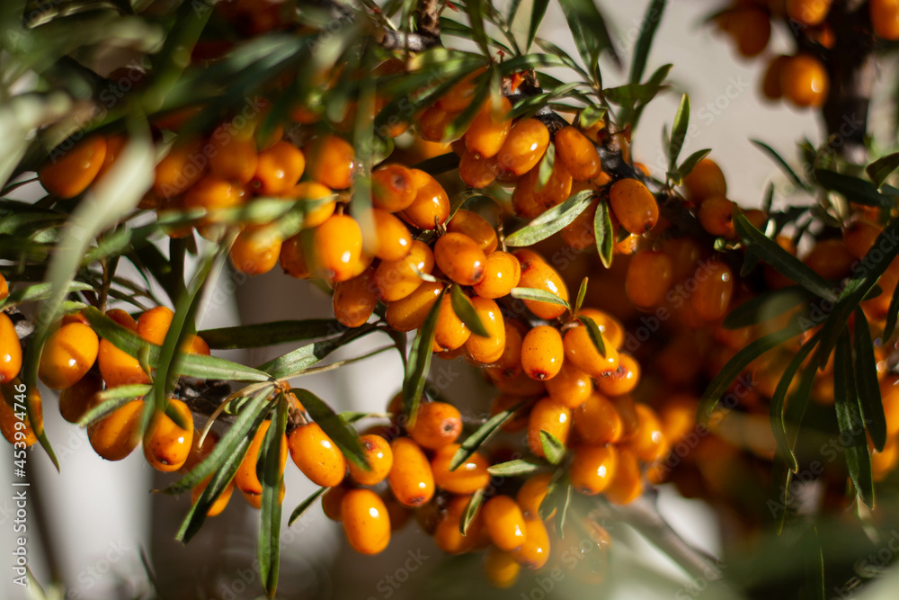 Branch with berries of sea buckthorn and green leaves on a background of grass and sky Branch with berries of sea buckthorn and green leaves on a background of grass and sky