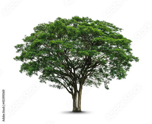  Rain tree isolated on white background photo