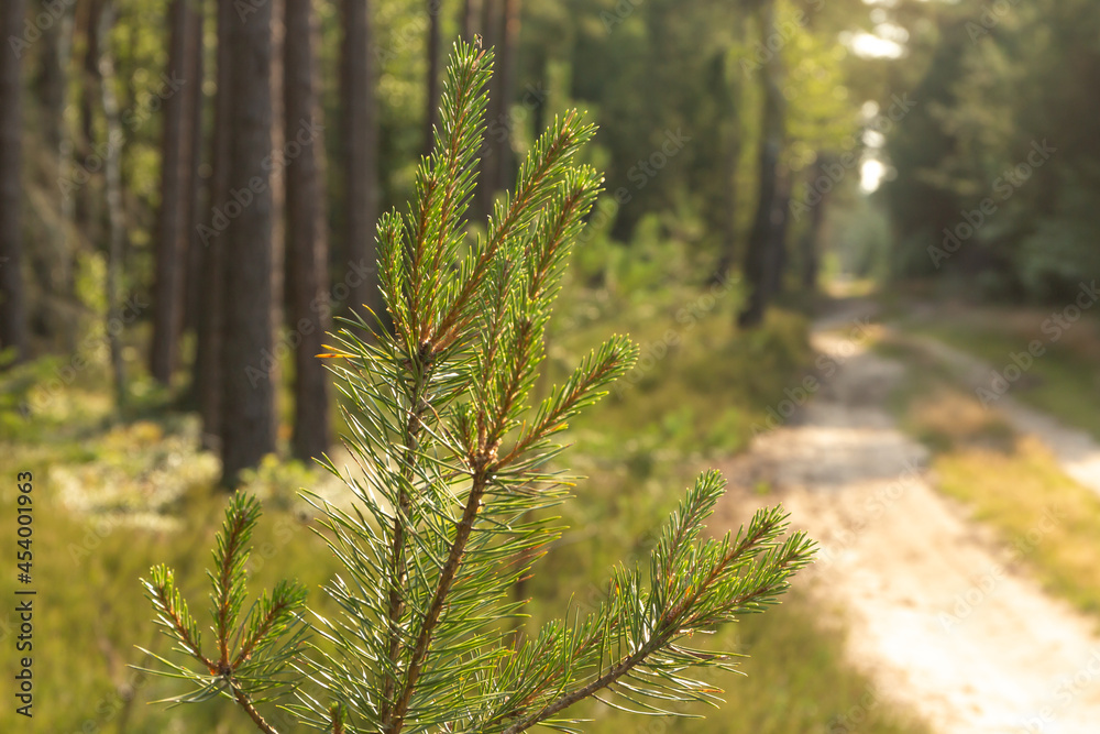 Closeup of a pine branch with green needles on a natural forest background Closeup of a pine branch with green needles on a natural forest background