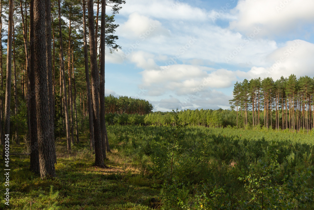 Landscape inside the coniferous forest on a sunny summer day. Under the blue sky some white clouds, good time to relax, walk and pick mushrooms.