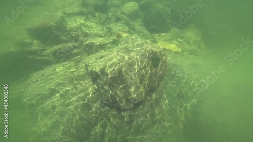 underwater world of a mountain river in the summer