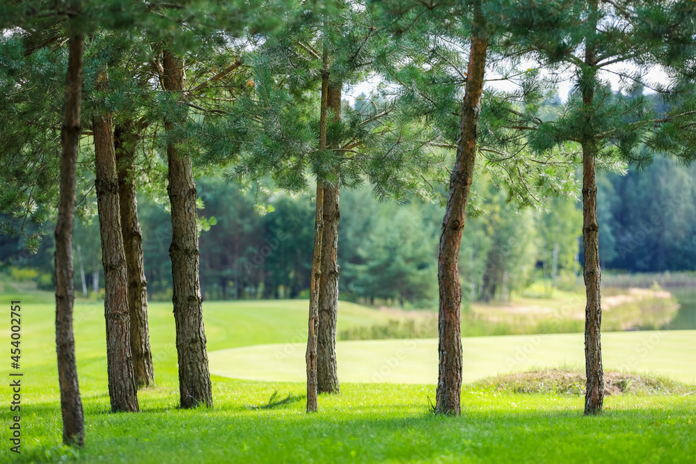 Obraz premium Tall pine trees on the golf course in a sun. High quality photo