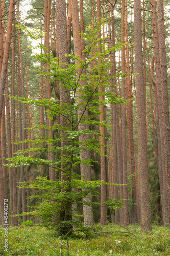 A young tree with green leaves growing among the pines