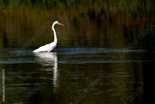 Great egret fishing in the pond with an erect pose showing off its long neck and a lovely reflection