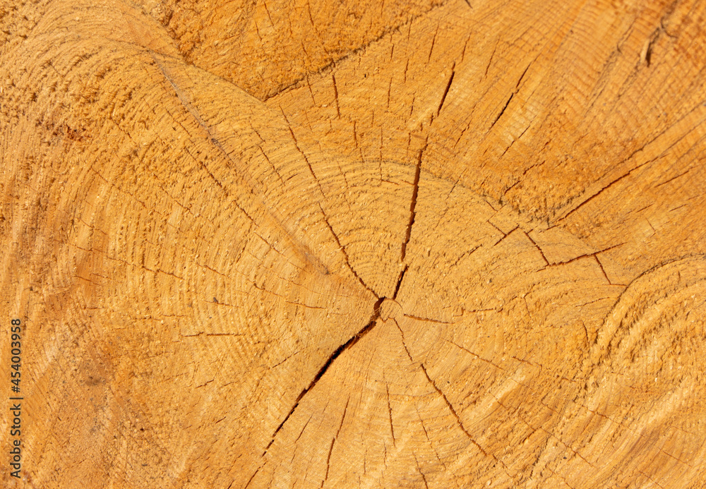 Wood texture, close-up of a cut pine trunk, cross-section of a tree trunk,selective focus 