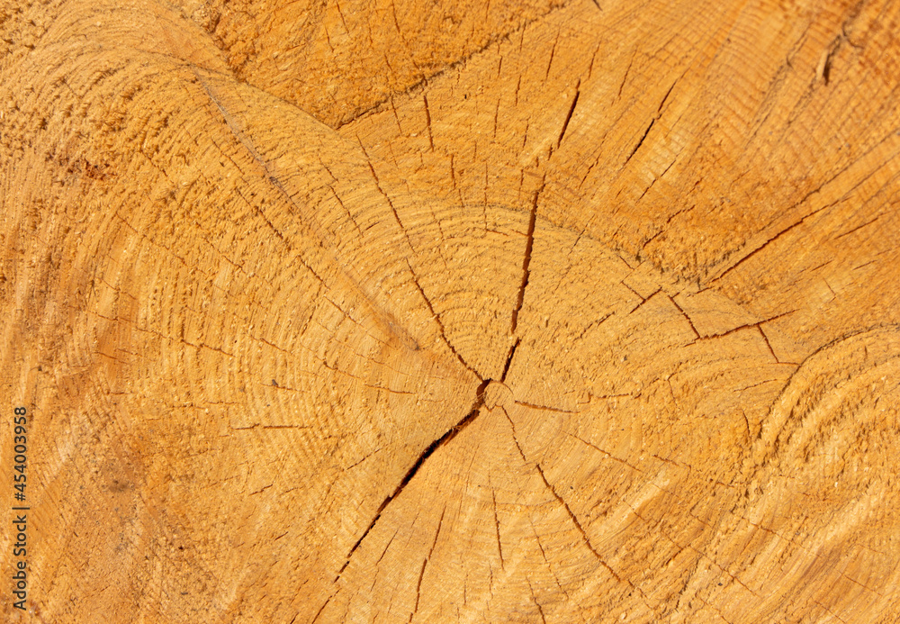 Naklejka premium Wood texture, close-up of a cut pine trunk, cross-section of a tree trunk,selective focus 