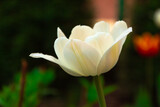 Close-up of an isolated white tulip flower,white-pink flowers, beautiful bokeh