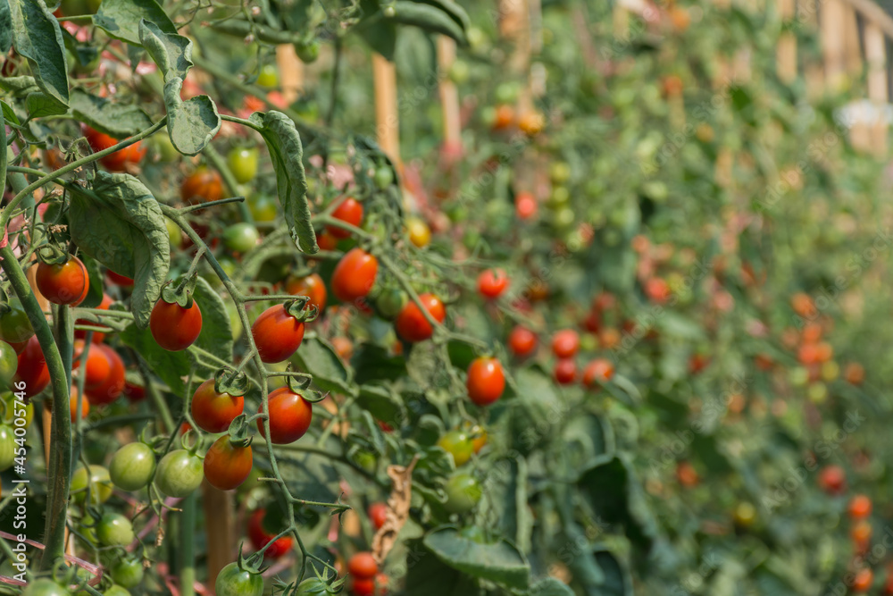Fresh tomato in farm,selective focus.