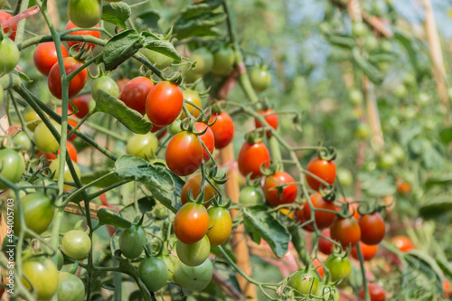 Fresh tomato in farm,selective focus.