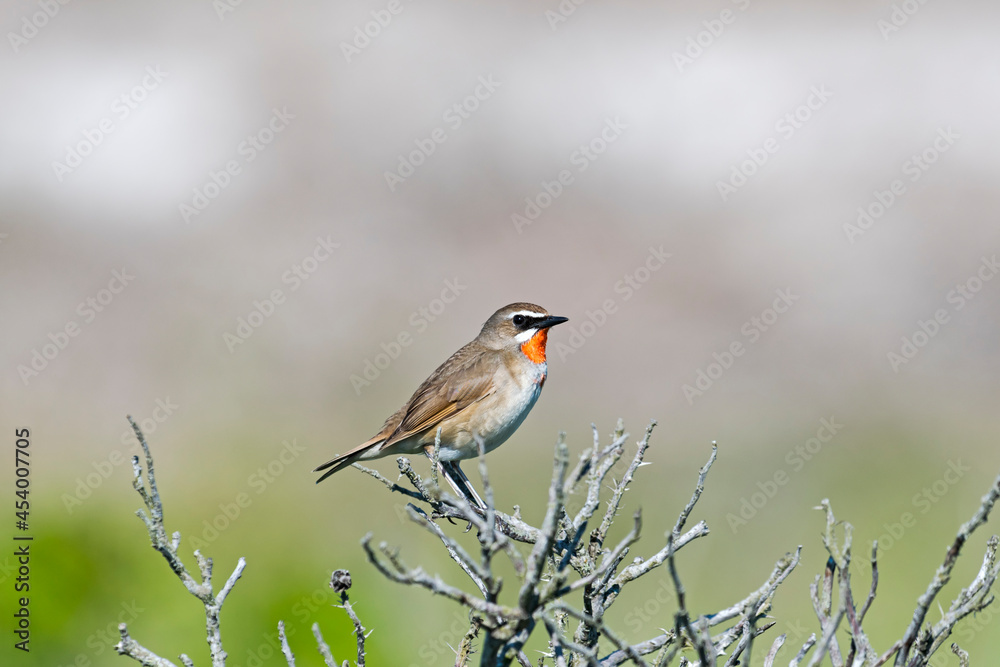 Fototapeta premium ノゴマ雄(Siberian rubythroat)