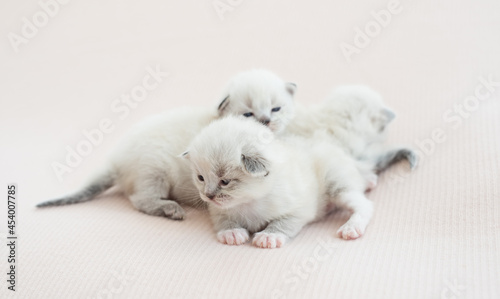 Ragdoll kittens isolated on white background