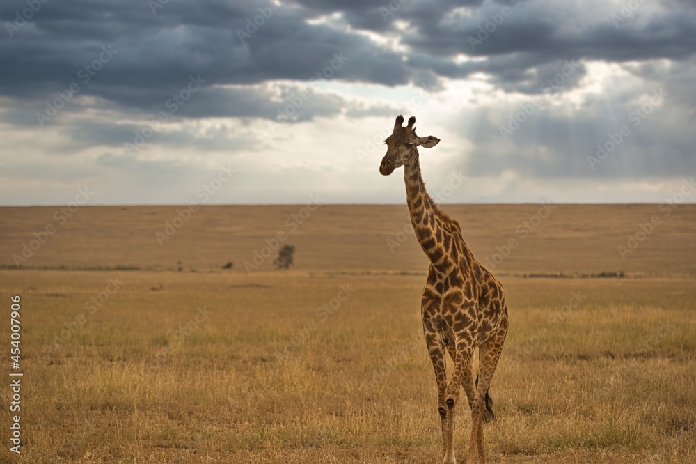 Obraz premium One giraffe walking in the savannah of Serengeti national park in Tanzania, Africa