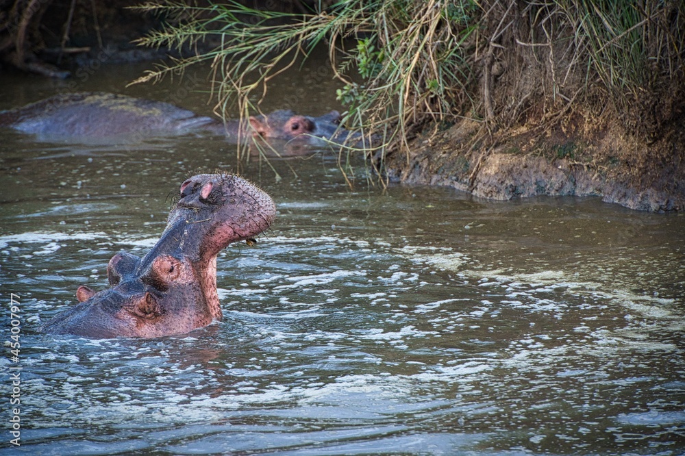 Obraz premium Family of hippopotamus in the muddy river at safari, Kenya