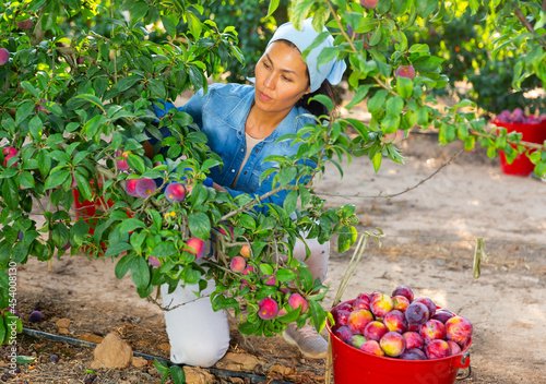 Positive female worker of orchard gathering harvest of ripe plums