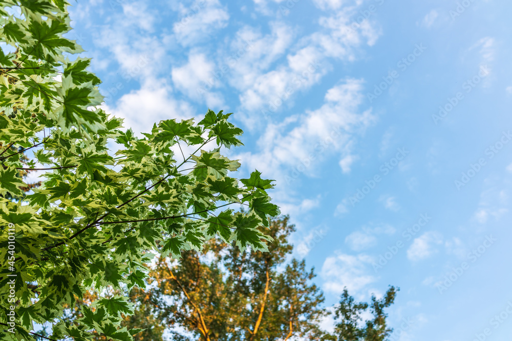 Green and white foliage of Norway Maple 'Drummondii' - Acer platanoides Variegata on blue sky background Green and white foliage of Norway Maple 'Drummondii' - Acer platanoides Variegata on blue sky background