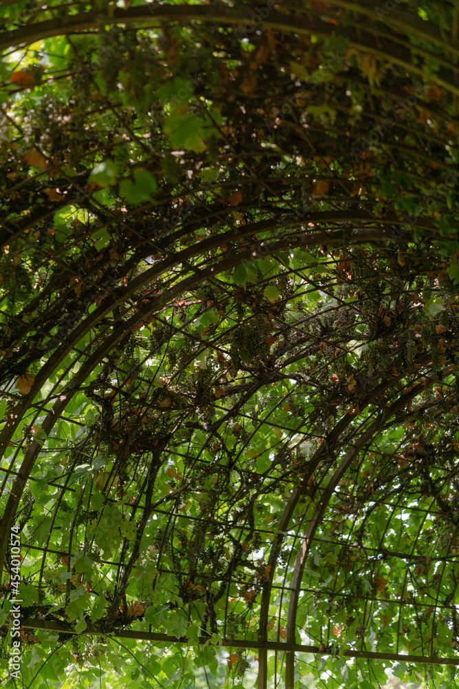 Obraz premium grapes hanging and growing multicolored vineyard close up warm summer spring fall park nature field 
