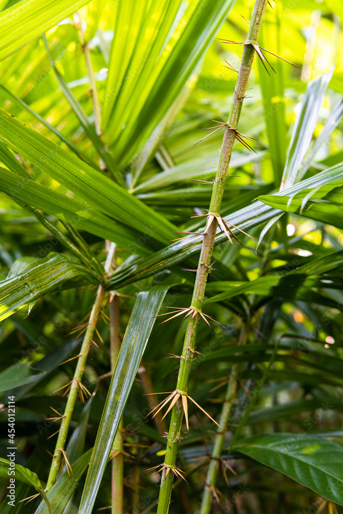 Fototapeta premium Eleiodoxa conferta or Swamp Palm background 