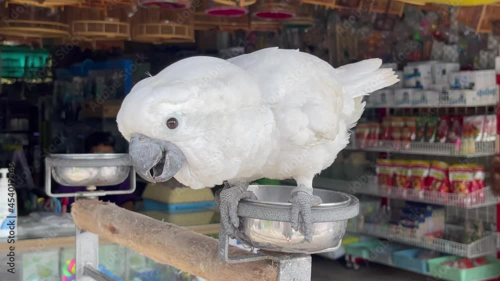 Parrot white cockatoo, umbrella cockatoo closeup. Bird Cacatua alba