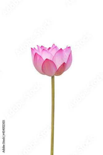 Pink lotus flower isolated on white background , clipping path for design usage purpose