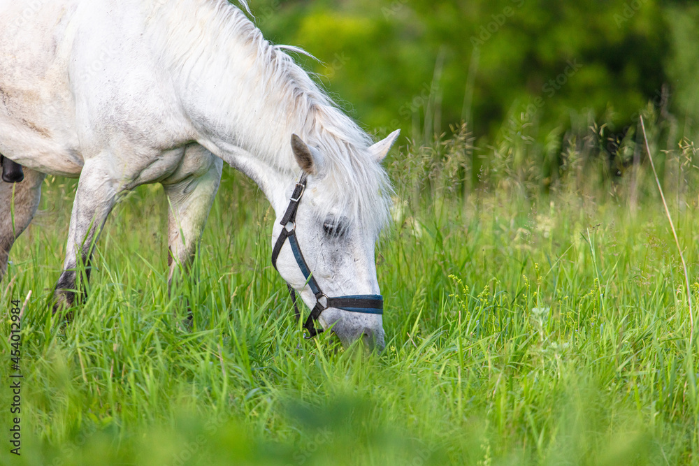Obraz premium Horse portrait in summer pasture.